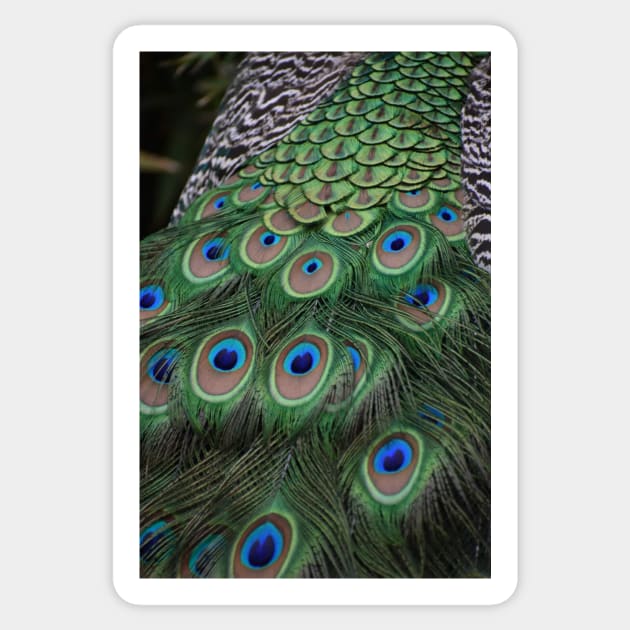 Javan Green Peafowl Sticker by Sharonzoolady